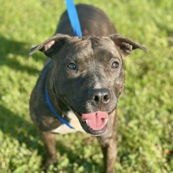 Rescue Pit Bull Terrier Dogs for Adoption in Battle Creek, Michigan - Kennedy | PetCurious