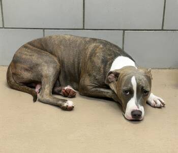 Marzipan -  Mixed Breed Dog for Adoption in Nashville, Tennessee - Marzipan | PetCurious