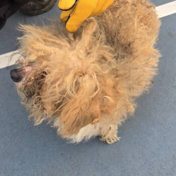 Mixed Breed Dogs Available for Adoption in West Chester, Pennsylvania - Dude Bro | PetCurious