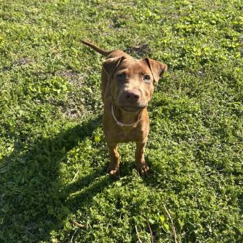 Vizsla Dogs Available for Adoption - Lucia | PetCurious