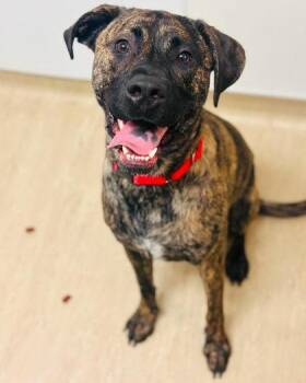 Tuba (Bronx) -  Mixed Breed Dog for Adoption in West Chester, Pennsylvania - Tuba (Bronx) | PetCurious