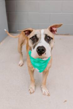 Lori -  Hound and Terrier Dog for Adoption in Lancaster, South Carolina - Lori | PetCurious
