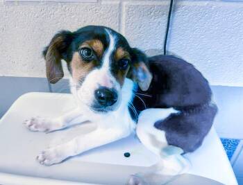 Lollipup -  Mixed Breed Dog for Adoption in Nashville, Tennessee - Lollipup | PetCurious