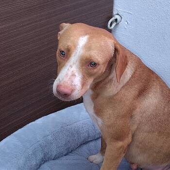Bambi -  Mixed Breed Dog for Adoption in Vieques, Vieques - Bambi | PetCurious