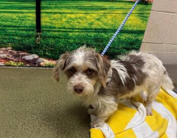 Terrier and Mixed Breed Dogs Available for Adoption in Moreno Valley, California - A550810 | PetCurious