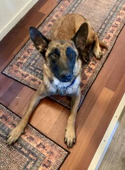 Mallory -  Belgian Shepherd Malinois Dog for Adoption in Grass Valley, California - Mallory | PetCurious