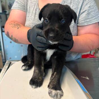 Winston -  Mixed Breed Dog for Adoption in Huntington, West Virginia - Winston | PetCurious