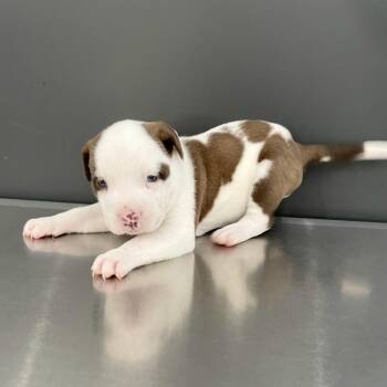 Mixed Breed Dogs Available for Adoption - Liberty | PetCurious