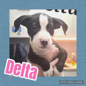 Delta -  Catahoula Leopard Dog and Pit Bull Terrier Dog for Adoption in Ringwood, New Jersey - Delta | PetCurious