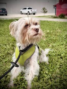 Link FH -  Yorkshire Terrier Dog for Adoption in Sanford, Florida - Link FH | PetCurious