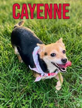 Cayenne in Texarkana TX -  Chihuahua Dog for Adoption in Texarkana, Texas - Cayenne In Texarkana TX | PetCurious