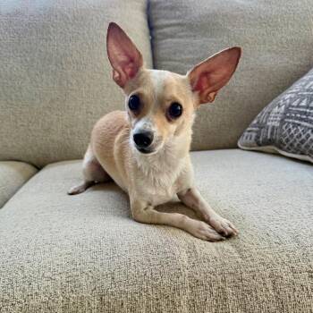 Chihuahua Dogs Available for Adoption in Cedar Park, Texas - Diver | PetCurious