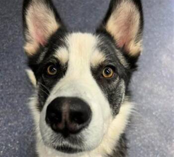 Husky and Mixed Breed Dogs Available for Adoption - FENRIR | PetCurious
