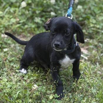 Cocker Spaniel and Beagle Dogs Available for Adoption in Locust Fork, Alabama - Frappe | PetCurious