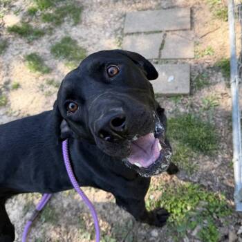 Mixed Breed Dogs Available for Adoption in Saint Charles, Missouri - Bruno | PetCurious