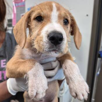Paloma -  Pointer and Treeing Walker Coonhound Dog for Adoption in Hattiesburg, Mississippi - Paloma | PetCurious