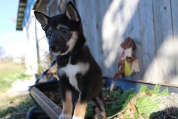 Rescue Shiba Inu Dogs for Adoption in Neosho, Missouri - Jaxson | PetCurious