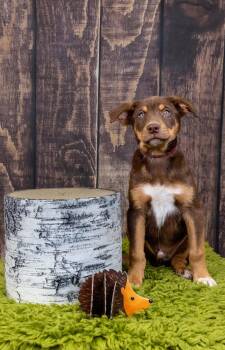 750-26 -  Shepherd Dog for Adoption in Brighton, Colorado - 750-26 | PetCurious