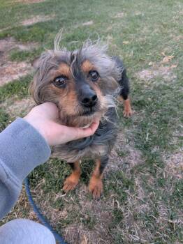 Bigbee -  Yorkshire Terrier Dog Available for Adoption in Vaudreuil-dorion, Quebec - Bigbee | PetCurious