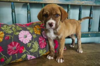 Boxer Dogs Available for Adoption in San Antonio, Texas - Leon | PetCurious