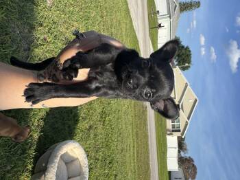 Wire Fox Terrier Dogs Available for Adoption in Fort Pierce, Florida - Bean | PetCurious