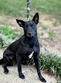 Juniper -  Shepherd Dog for Adoption in Joppa, Alabama - Juniper | PetCurious