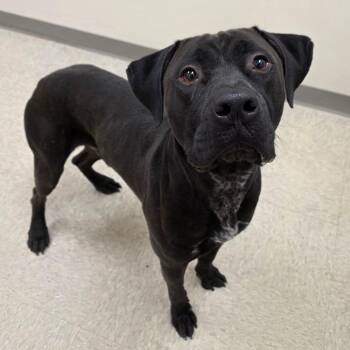 Shadow -  Pit Bull Terrier and Mixed Breed Dog for Adoption in Chatham, Virginia - Shadow | PetCurious