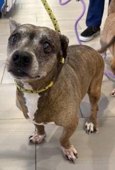 Beagle and Mixed Breed Dogs Available for Adoption in Daytona Beach, Florida - Blueberry - 2 | PetCurious