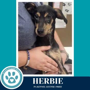 Feist Dogs Available for Adoption in Kimberton, Pennsylvania - Herbie 041826 | PetCurious