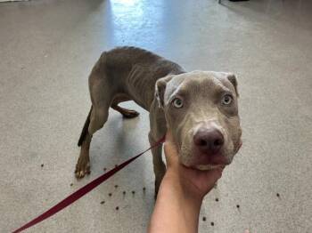 JOEY -  Pit Bull Terrier and Mixed Breed Dog for Adoption in San Bernardino, California - JOEY | PetCurious