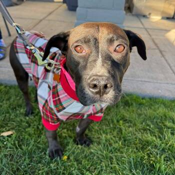 Rescue Mixed Breed Dogs for Adoption in Bend, Oregon - Brownie | PetCurious
