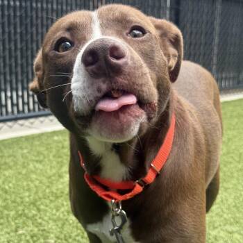 Chicken Little -  Pit Bull Terrier Dog for Adoption in Greensboro, North Carolina - Chicken Little | PetCurious