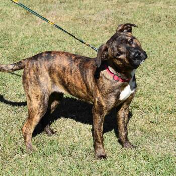 Rescue Mixed Breed Dogs for Adoption in Searcy, Arkansas - Drew | PetCurious