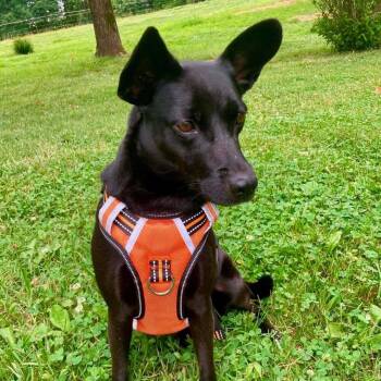 Trapper -  Corgi Dog for Adoption in Beacon, New York - Trapper | PetCurious