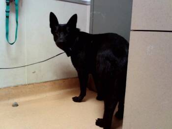 DREAMSICLE -  German Shepherd Dog and Mixed Breed Dog for Adoption in Martinez, California - DREAMSICLE | PetCurious