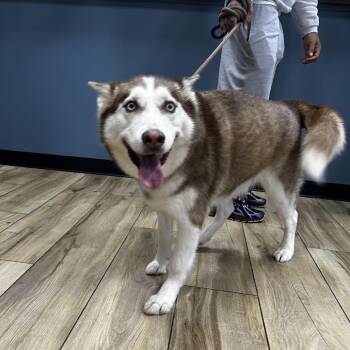 Nyle -  Husky Dog for Adoption in Newark, New Jersey - Nyle | PetCurious