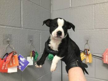 Pit Bull Terrier and Mixed Breed Dogs Available for Adoption in Thousand Palms, California - CORAL | PetCurious