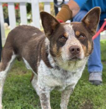 BROOKS -  Australian Cattle Dog Blue Heeler and Mixed Breed Dog for Adoption in Camarillo, California - BROOKS | PetCurious