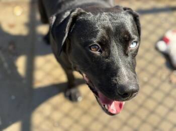 AUDIO -  Labrador Retriever Dog for Adoption in Tulsa, Oklahoma - AUDIO | PetCurious