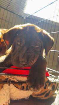 Midnight -  Shar Pei Dog for Adoption in New London, Wisconsin - Midnight | PetCurious