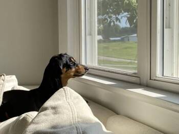 Rescue Manchester Terrier Dogs for Adoption in Matthews, North Carolina - Annabelle | PetCurious