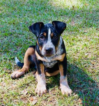 American Staffordshire Terrier and Cattle Dog Dogs Available for Adoption - Murphy | PetCurious