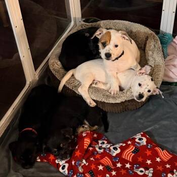 Portobello -  Chihuahua and Shih Tzu Dog for Adoption - Portobello | PetCurious