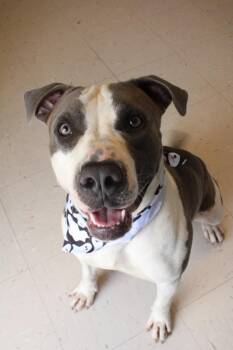 Clifford -  Pit Bull Terrier Dog for Adoption in Morgantown, Kentucky - Clifford | PetCurious