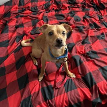 Will -  Chihuahua Dog for Adoption in Rochester, New York - Will | PetCurious