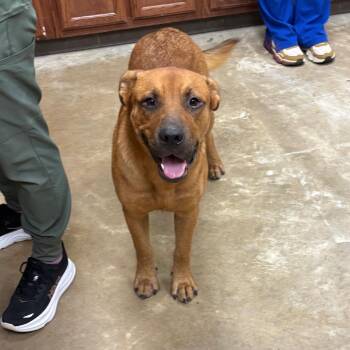 Otis - 082402U -  Labrador Retriever and Mixed Breed Dog for Adoption in Tupelo, Mississippi - Otis - 082402U | PetCurious