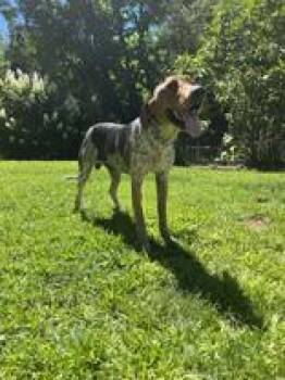 Marshall -  Coonhound Dog for Adoption in Cashiers, North Carolina - Marshall | PetCurious