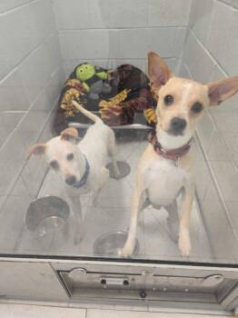 Simon -  Terrier Dog for Adoption in Elmwood, Louisiana - Simon | PetCurious