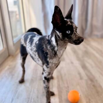 Kanga -  Chihuahua and Mixed Breed Dog for Adoption in Green Bay, Wisconsin - Kanga | PetCurious