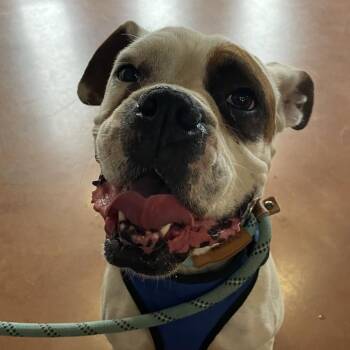 Enzo -  Boxer Dog for Adoption in Goleta, California - Enzo | PetCurious